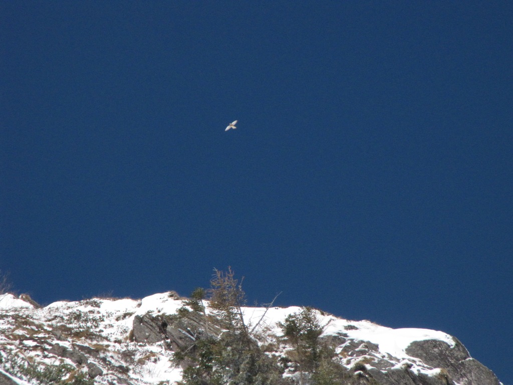 Era folgore l''aspetto, era neve il vestimento...